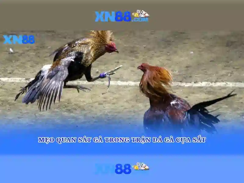 xn88 - Nền tảng cược trực tuyến hàng đầu