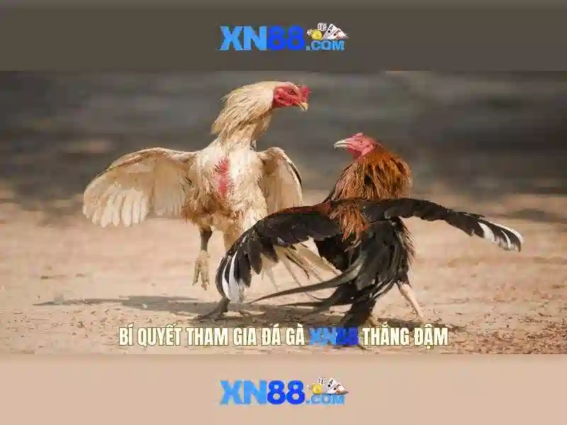XN88: Tổng quan về nền tảng cá cược và giải trí trực tuyến