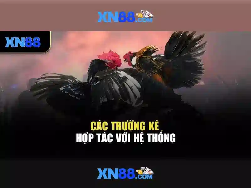 Xn88: Tổng quan và hướng dẫn cho người dùng Việt