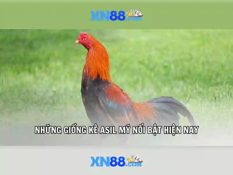 https://xn88.br.com/images/text/xn88/xn88-text260330884.webp