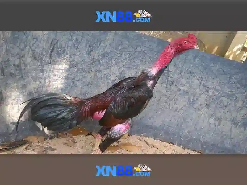 https://xn88.br.com/images/text/xn88/xn88-text260330888.webp
