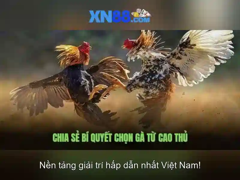 xn88: Giới thiệu và đánh giá ngắn gọn bằng tiếng Việt