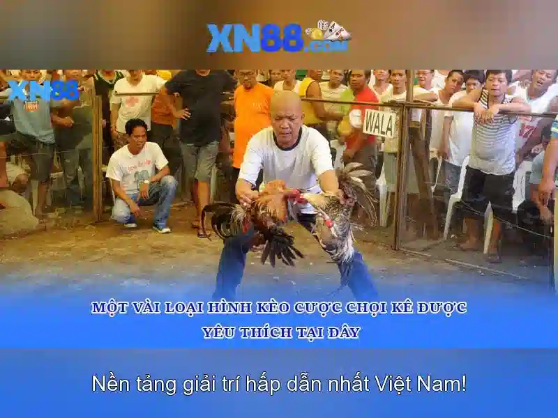 https://xn88.br.com/images/text/xn88/xn88-text2603313155.webp