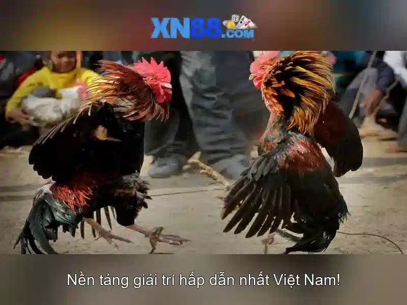 https://xn88.br.com/images/text/xn88/xn88-text2603313157.webp